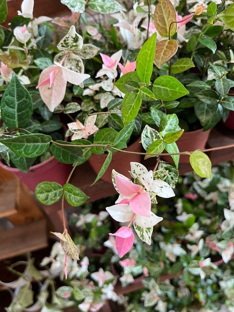 Multicolor Schlumbergera Flower seeds for Planting Versatile Use Heirloom & GMO Free Seeds For Home Garden
Sale for planting in home garden