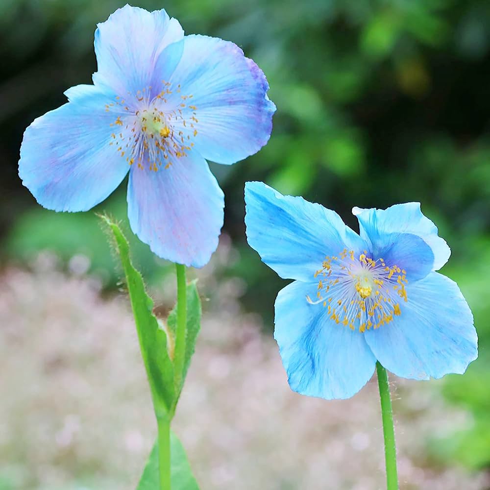 Himalayan Blue Poppy Seeds for Planting Meconopsis Betonicifolia for Cool Gardens