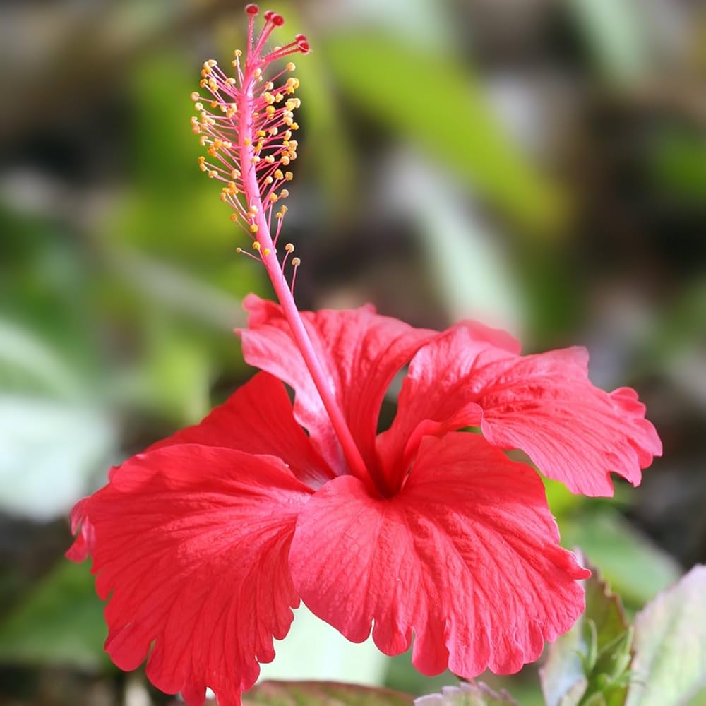 Fiji Hibiscus Hibiscus rosa-sinensis Flower Seeds for Planting in Garden