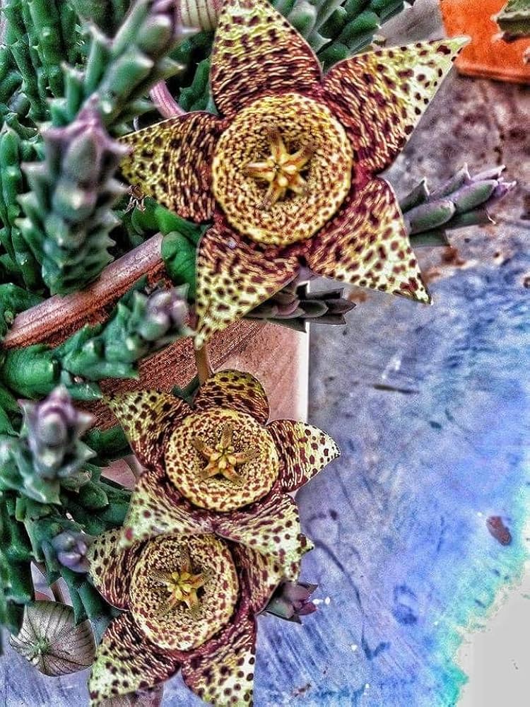 Leopard Skin Flower Stapelia pulchella Seeds for Planting in Rare Plant Collection and Indoor Garden