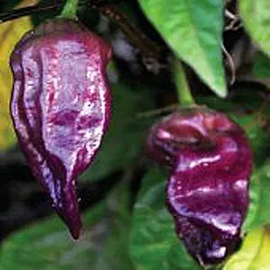 Bhut Ghost Pepper Seeds for Extreme Hot Peppers