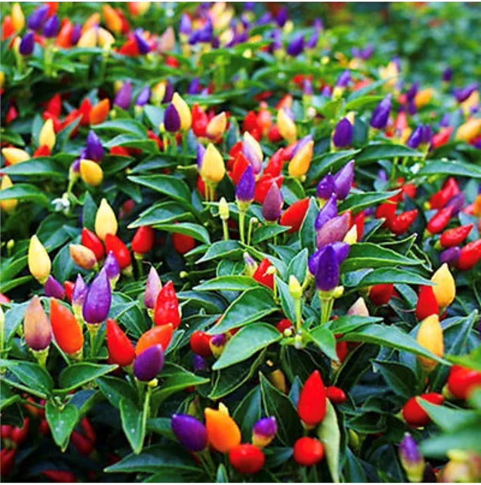 Evergrowseeds Melrose Pepperoni Capsicum annuum flower seeds for planting in vegetable patches, showing seed packets and sprouting peppers.