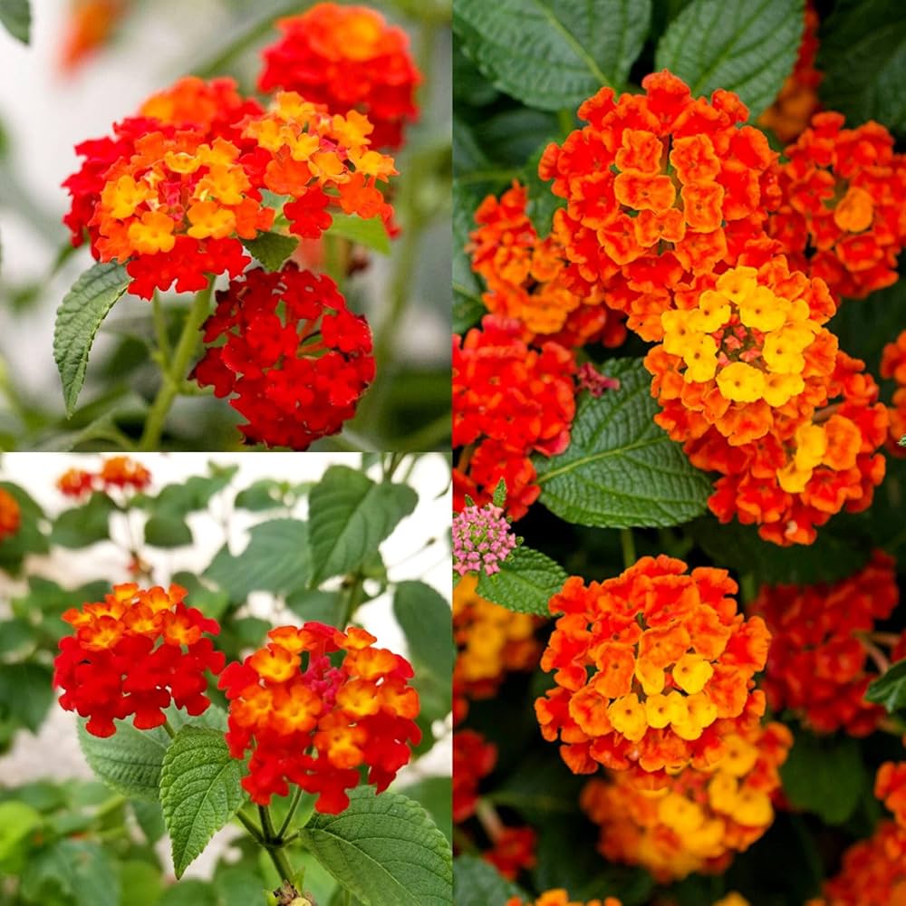 Wandelrose Flower Seeds Planting Guide