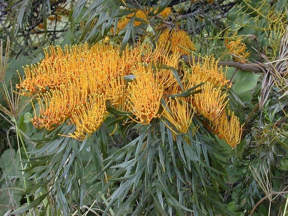 Grevillea Grevillea spp. Flower Seeds for Planting in Native Australian Garden