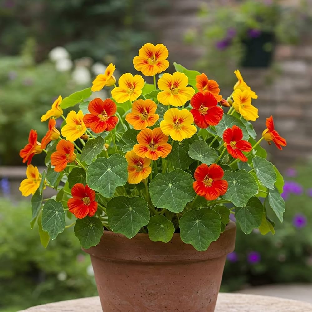 Light Peach Nasturtium Flower Seeds for Garden Fragrant Blossoms Heirloom & GMO Free Seeds for Home Garden Sale blooming in flower beds, containers, borders, and pollinator-friendly gardens