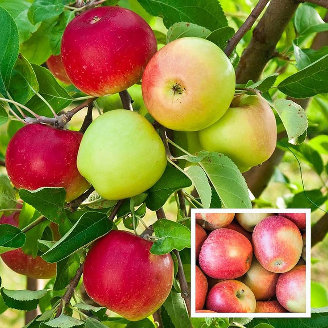 Apple Fruit Seeds for Planting - Red & Green Varieties