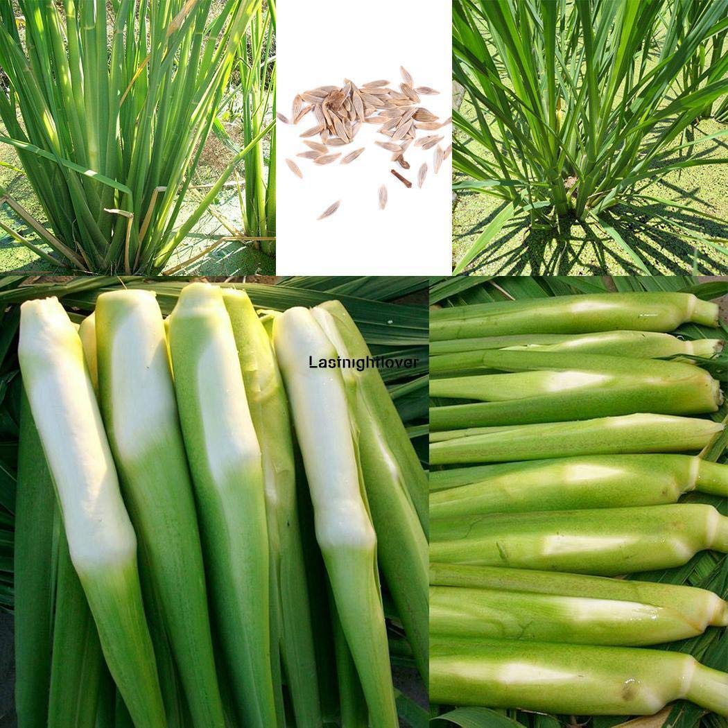 Zizania Latifolia Aquatic Vegetable Seeds