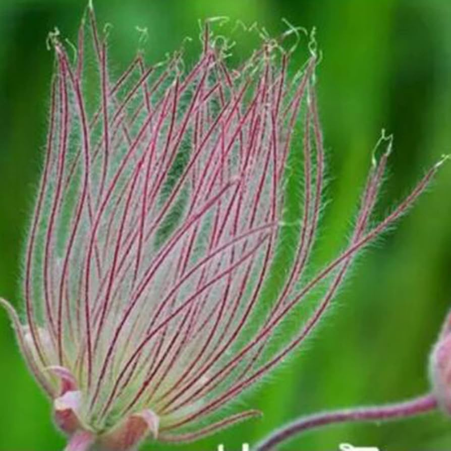 PRAIRIE SMOKE Geum Triflorum Purple Prairie Avens Flower Seeds