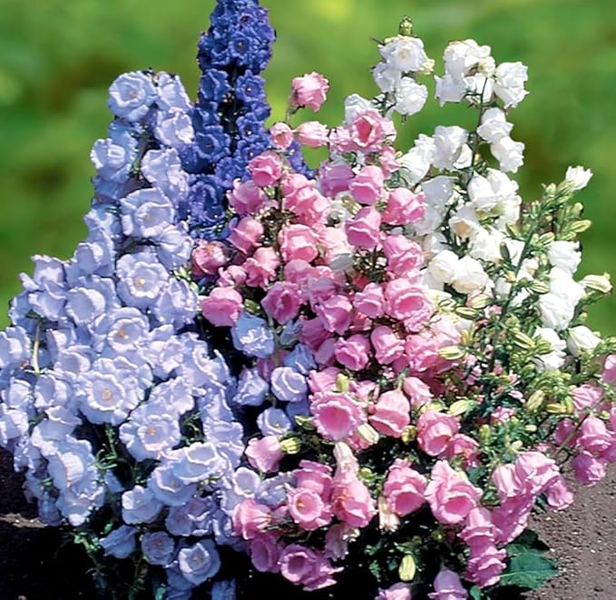 Pure White Heirloom Campanula "Canterbury Bells" Seed for Plantings for Planting for Elegant White Bells