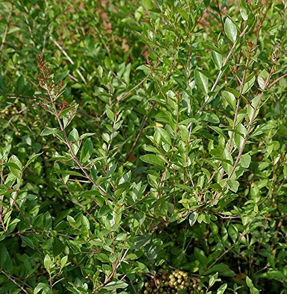 Common Henna (Lawsonia inermis) Dye Plant Tattoo Flower Tree Seed for Plantings for Planting Heirloom Non-GMO Seeds