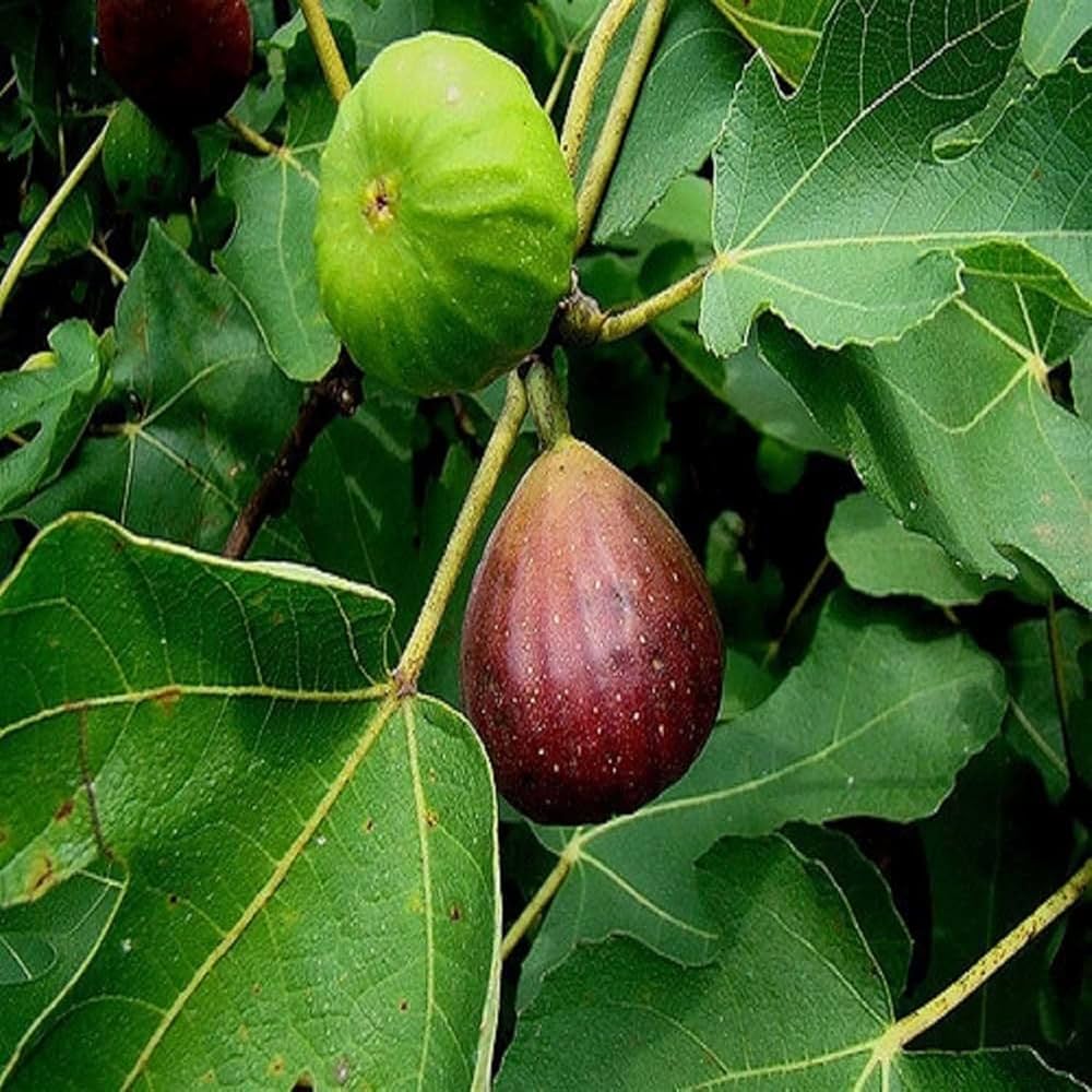 Brown Turkey Fig Tree Seeds for Planting Ficus carica for edible gardens and patios