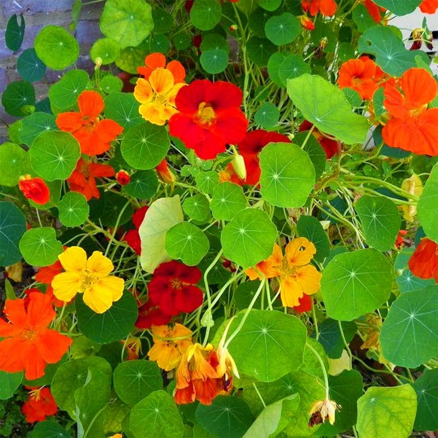 Jewel Mix Nasturtium Tropaeolum majus Seeds for Planting flower bed edible garden