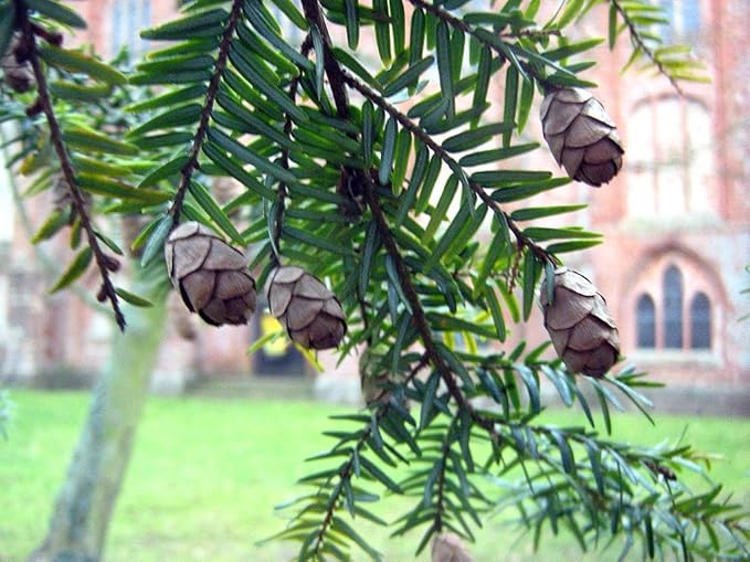 Tsuga Canadensis Eastern Hemlock Tree Seeds