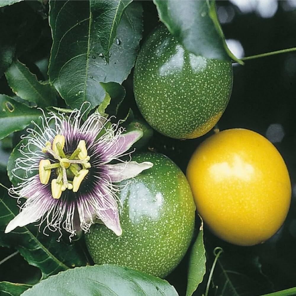 Passiflora Alata Fruit Seeds Planting 1 pcs
