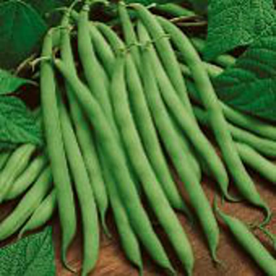 Kentucky Wonder Brown Pole Bean Seeds for Planting Home Vegetable Patch