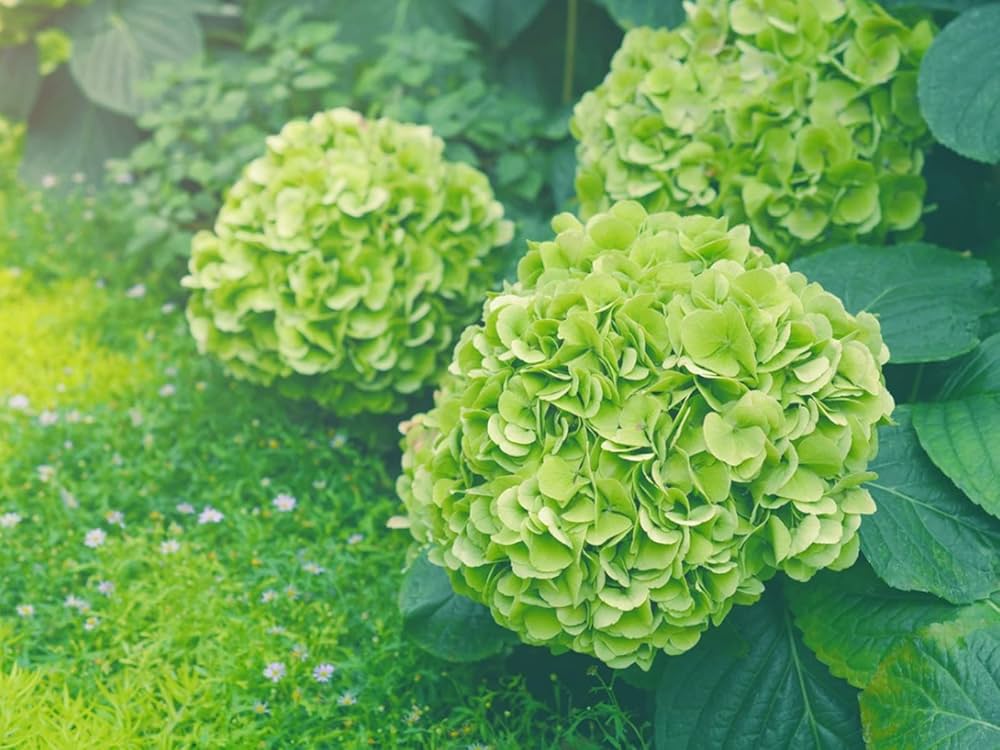 Dark Green Hydrangea Flower Seeds for Planting