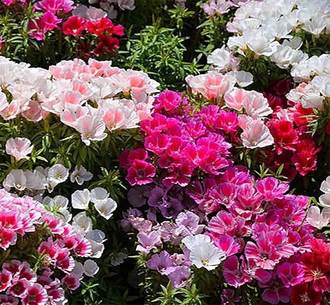 Farewell to Spring Seeds for Beautiful, Bright Spring Blooms
