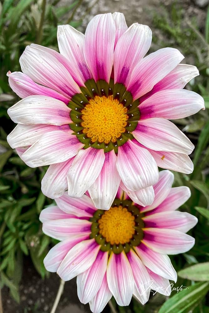 Gazania Linearis Gazania spp. Seeds for Planting in Flower Bed