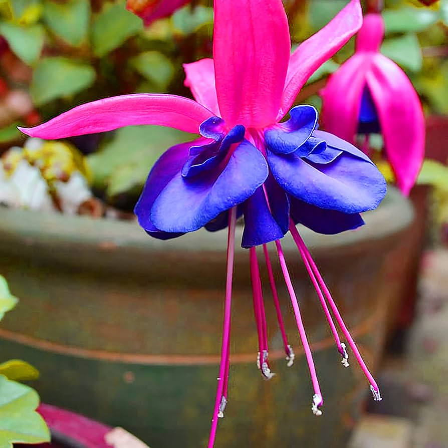 Dark Blue Red Fuchsia Flower Seeds for Planting Fragrant Blossoms Heirloom & GMO Free Seeds for Home Garden
Sale