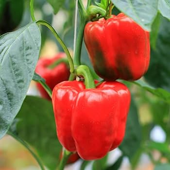 Cal Wonder Pepper Seeds for Easy Planting