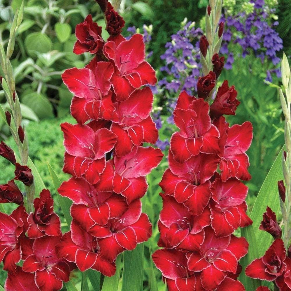 Burgundy Gladiolus Flower Seeds for Planting Compact Growth Heirloom & GMO Free Seeds for Home Garden
Sale