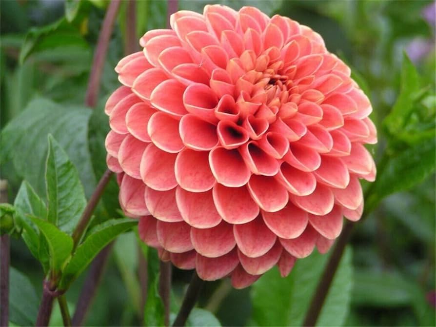 Dahlia Pinnata Seeds for Planting Dahlia pinnata for flower beds and summer gardens
