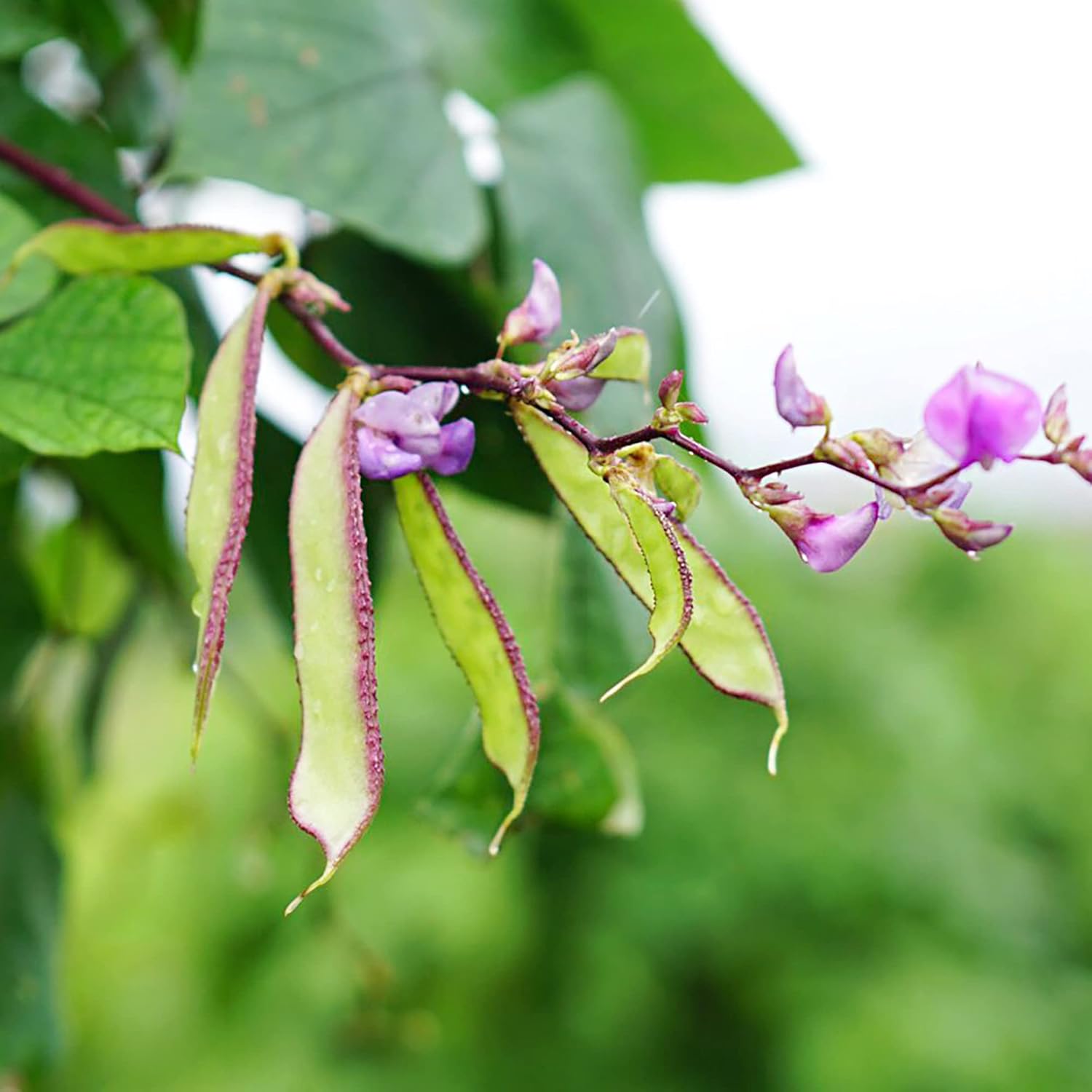 Hyacinth Bean Seeds Lablab Purpureus Vigorous Fast-Growing Vine Plant Showy Fragrant Flowers Edible