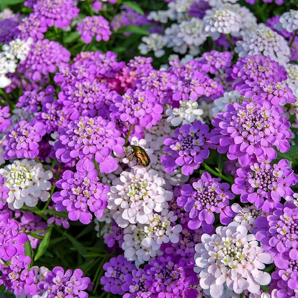 Candytuft Flower seeds for Planting - Wildflower Mix, Heirloom & GMO Free Seeds for Home Garden