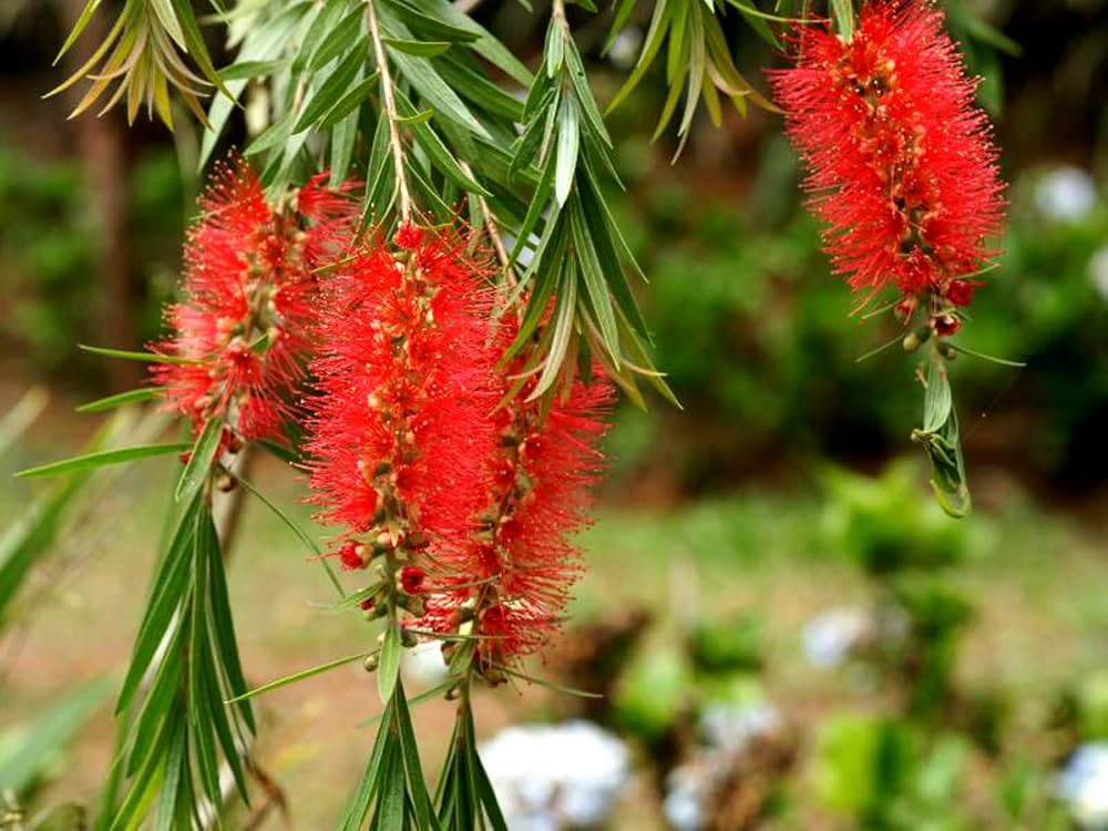 Red Callistemon Flower seeds blooming in flower beds, containers, borders, and pollinator-friendly gardens
