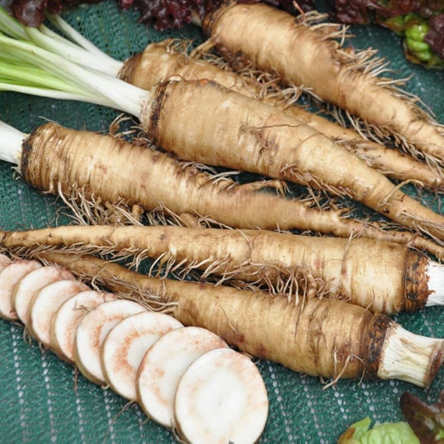 Cream Mammoth Sandwich Vegetable Seeds for Planting