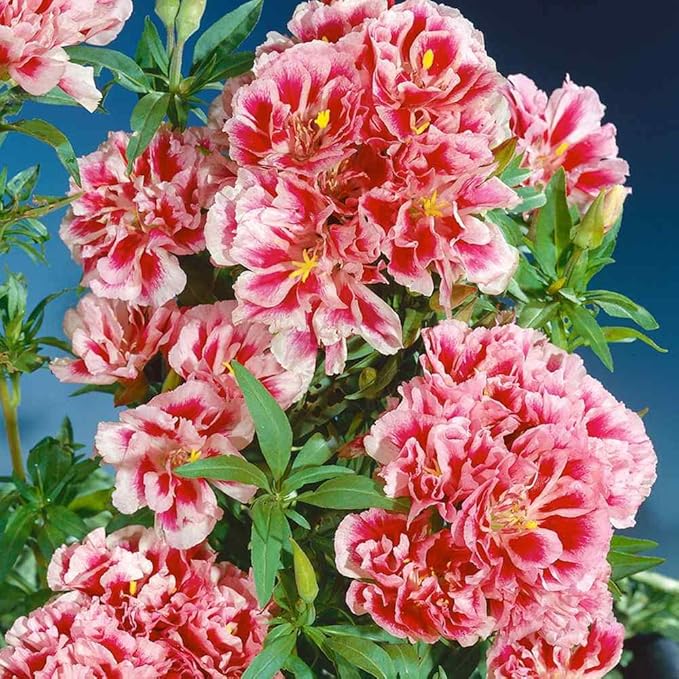 Godetia Rembrandt Clarkia spp. Flower Seeds for Planting in Flower Bed & Garden