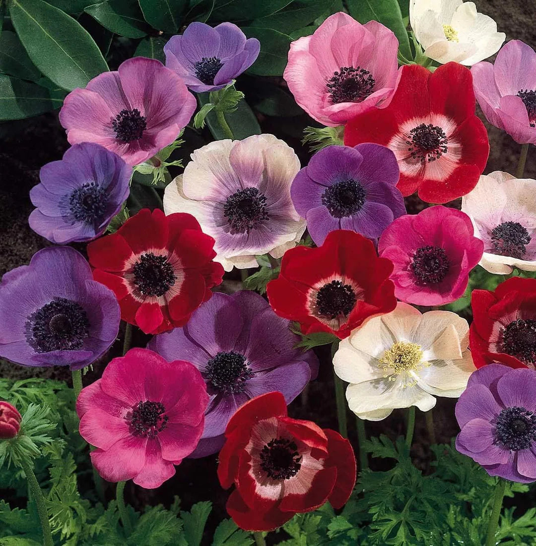 Mixed Colour Anemone Flower Seeds for Planting Compact Growth Heirloom & GMO Free Seeds for Home Garden
Sale