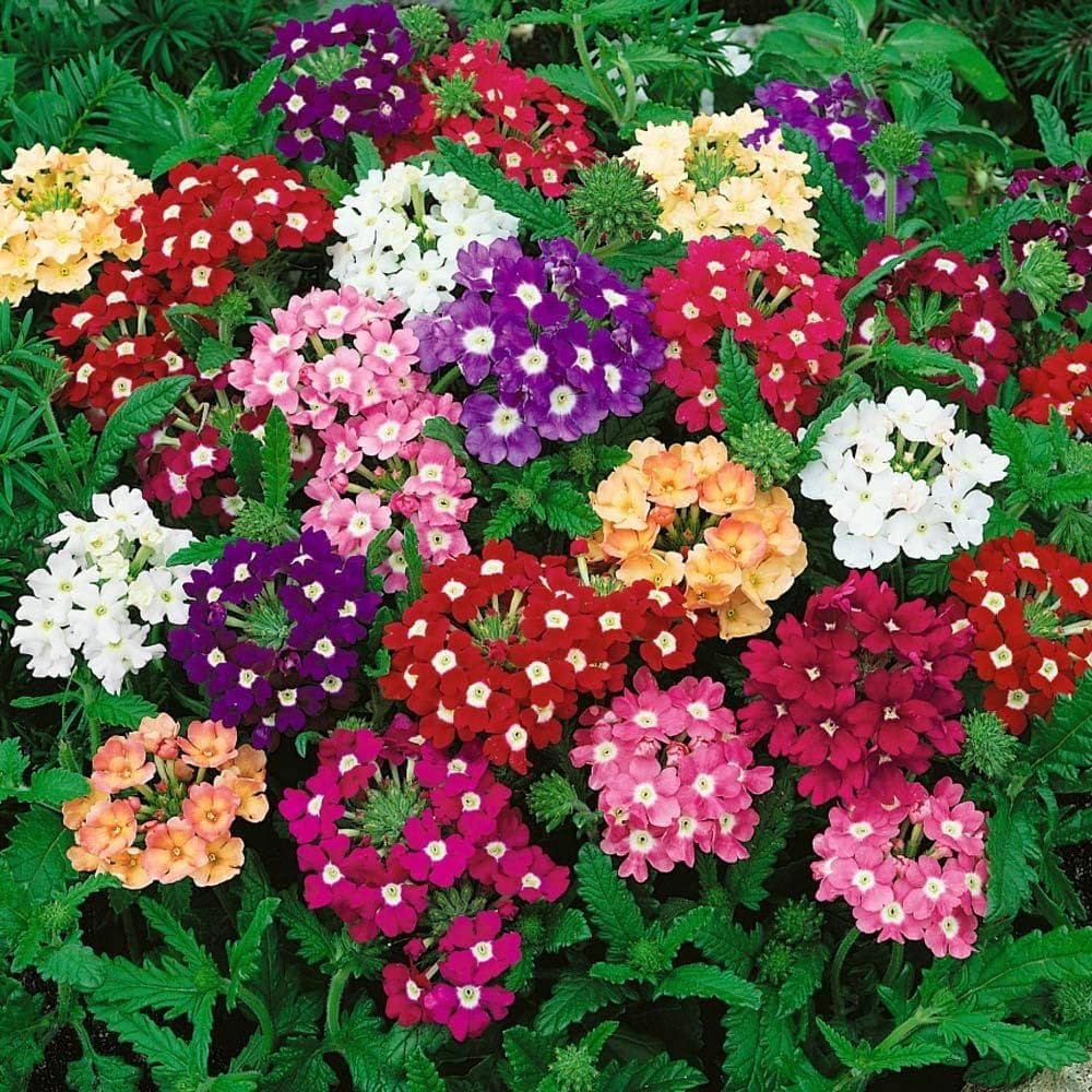 Mixed Color Verbena Seeds Verbena hybrida growing in home gardens, containers, raised beds, and outdoor landscapes