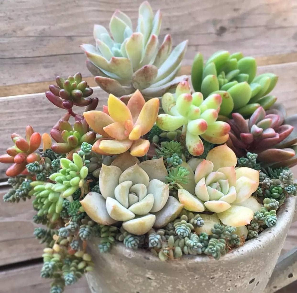 Yellow Red Echeveria Flower seeds for Planting - Colorful Display, Heirloom & GMO Free Seeds for Home Garden
Sale for planting in home garden.