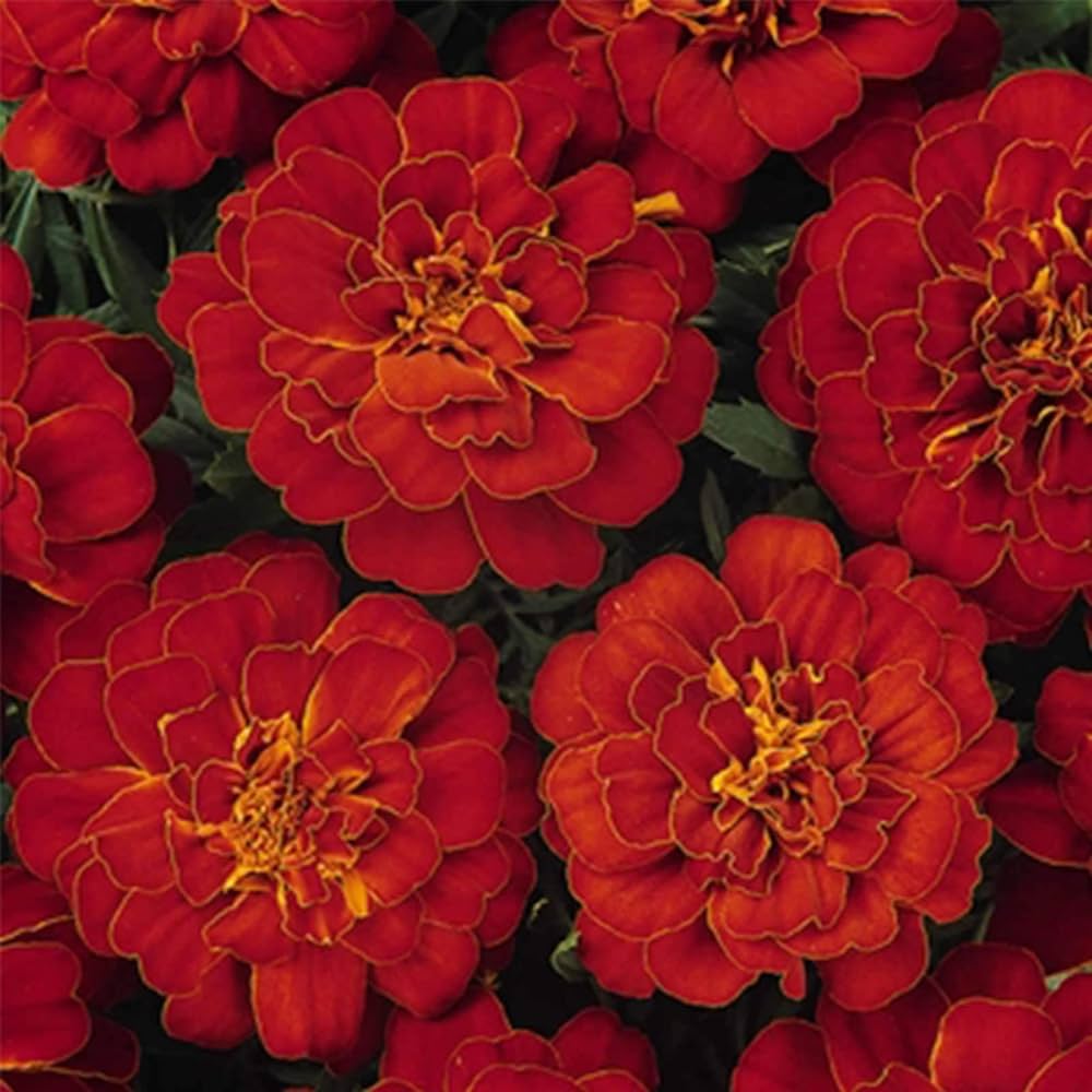 Marigold Französisch Doppelte Gelbe for planting in flower bed