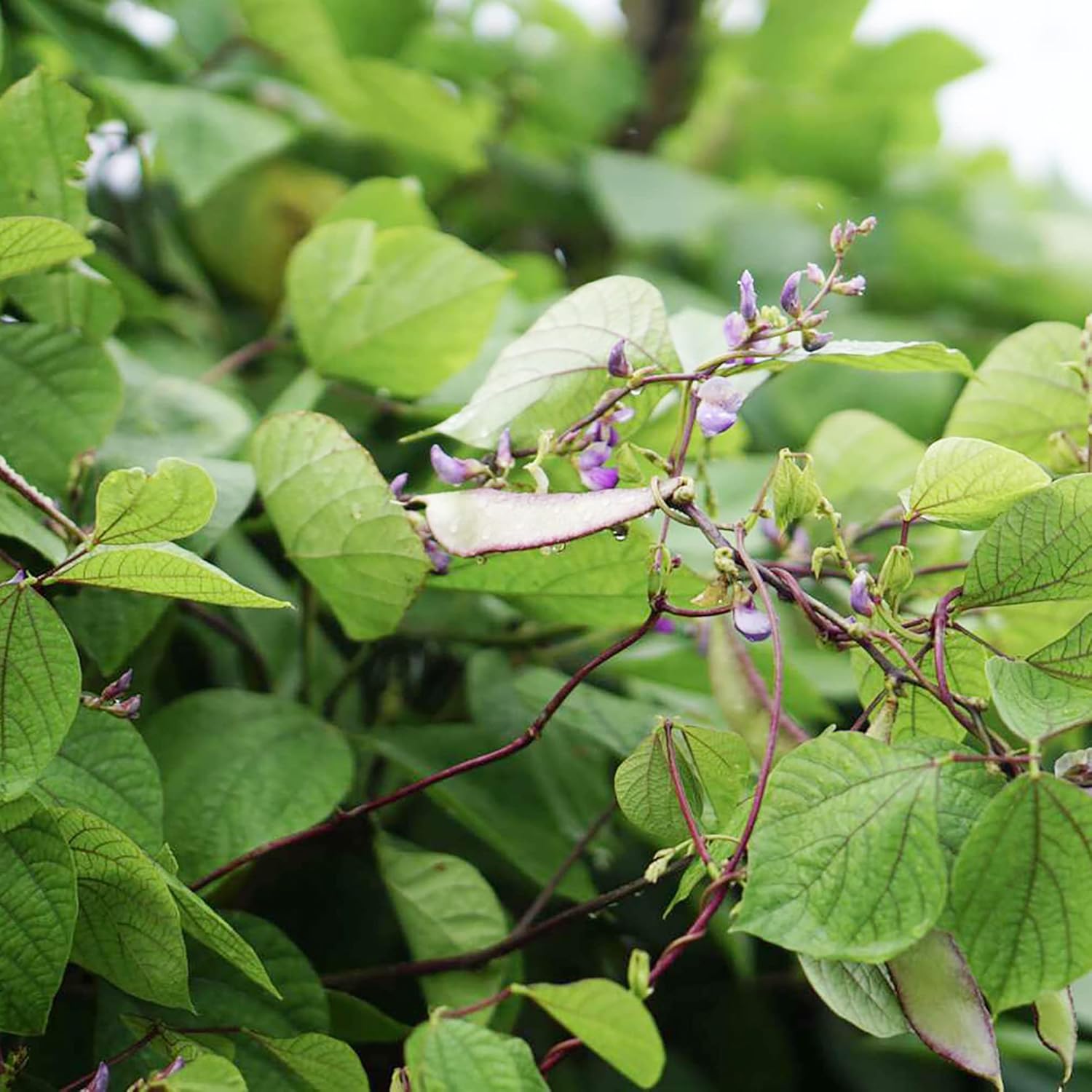 Hyacinth Bean Seeds Lablab Purpureus Vigorous Fast-Growing Vine Plant Showy Fragrant Flowers Edible