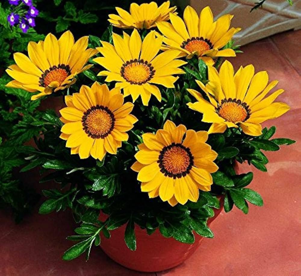 Gazania Sunflower Seeds for Planting Gazania rigens for flower beds and coastal gardens