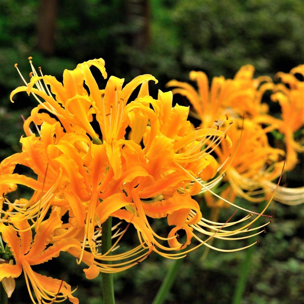 Yellow Higanbana Flower Seeds for Planting Bright Blooms Heirloom & GMO Free Seeds for Home Garden
Sale