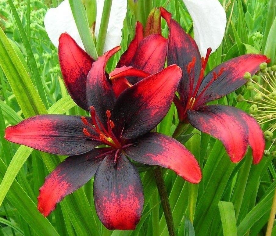 Blue Heart Lily Crinum spp. Seeds for Planting - Ideal for Flower Bed & Home Garden