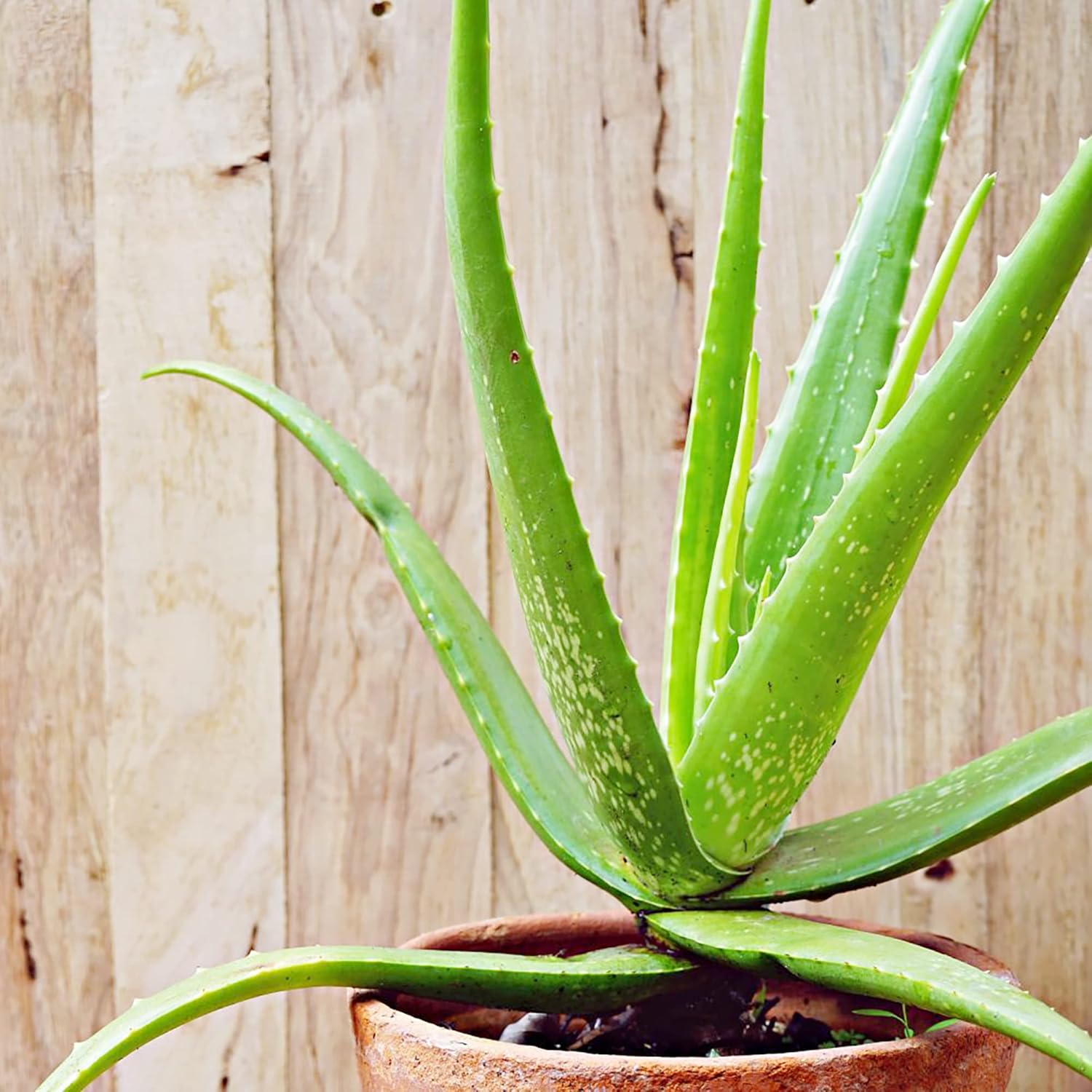 Aloe Vera Seeds Perennial Deer Resistant Low Maintenance Attracts Pollinators Ground Covers Borders
