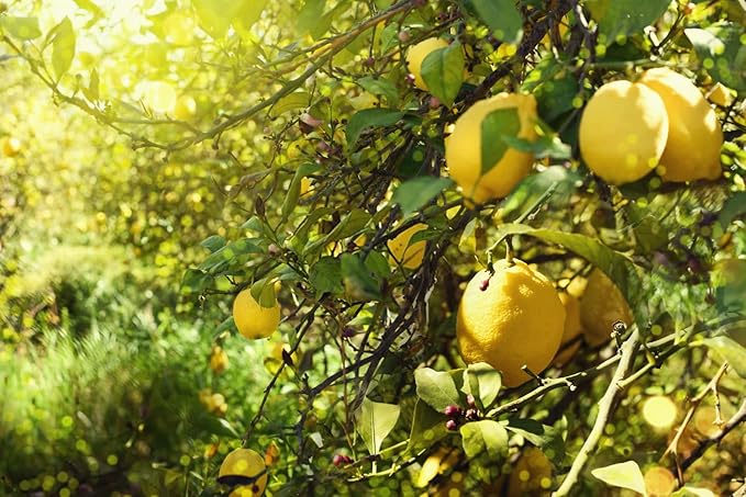 Lemon Tree Seeds (Hermetically Sealed) for Fresh Indoor & Outdoor Growth
