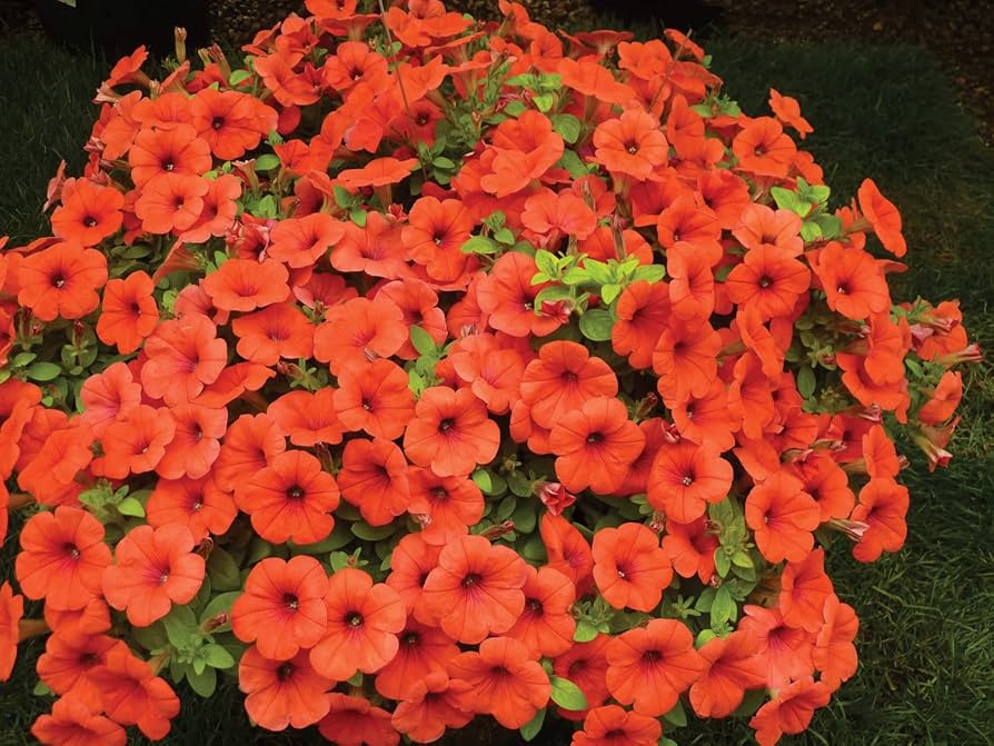 Petunia Papa Zuckerpelletierte Petunia Samen