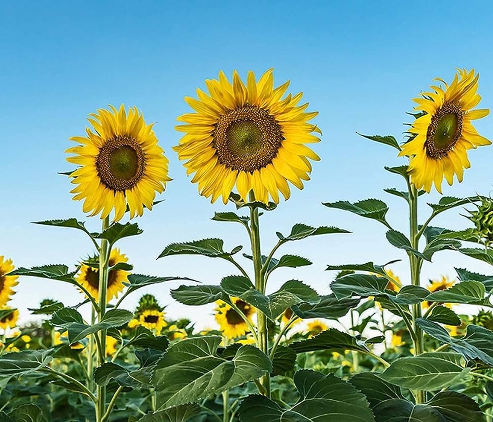 Giant Sunflower Seeds for Huge Blooming Displays