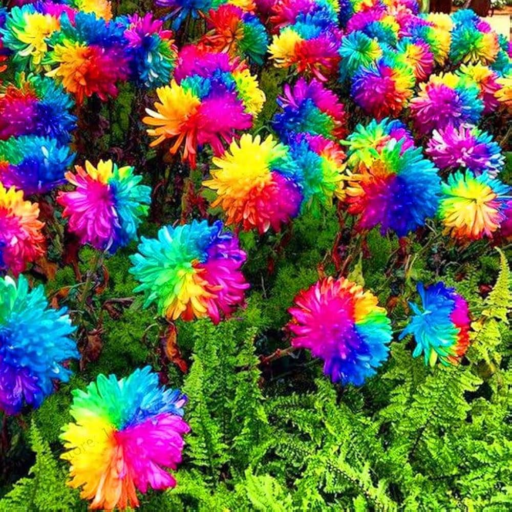 Rainbow Chrysanthemum Dendranthema grandiflorum Seeds for Planting