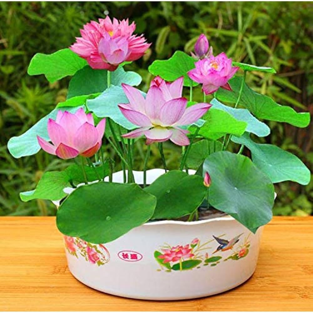 Mini Lotus Nymphaea spp Flower Seeds for Planting in Water Garden and Pond