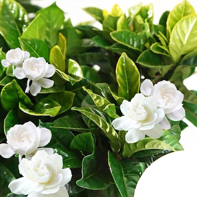 Cape Jasmine Gardenia jasminoides Flower Seeds for Planting in Flower Bed