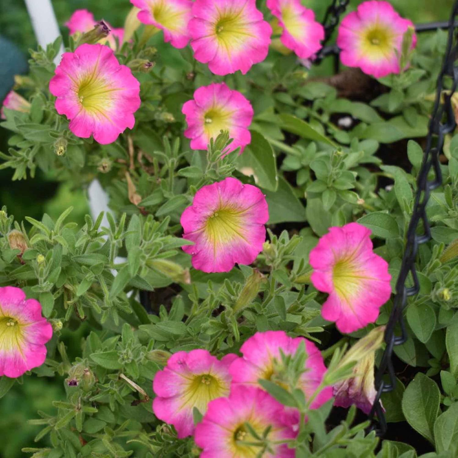Petunia ’Supertunia Daybreak Charm’ Seeds Showy Flowers Drought Tolerant Attract Hummingbirds