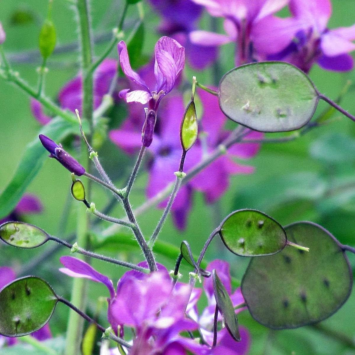 Lunaria Money Flower seeds for Planting - Compact Growth, Heirloom & GMO Free Seeds for Home Garden
Sale for planting in home garden.
