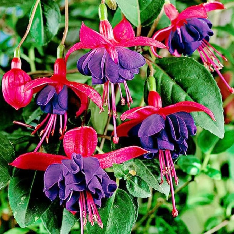 Pink Violet Fuchsia Hybrida Flower seeds for Planting Drought Tolerant Heirloom & GMO Free Seeds for Home Garden