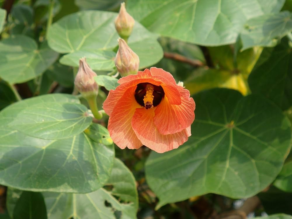 Hibiscus Tiliaceus Seeds for Planting Hibiscus tiliaceus for tropical gardens and coastal landscapes